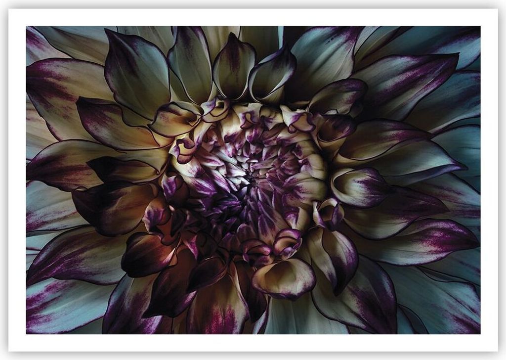 Poster - Poster ohne Rahmen - Blätter Agave Blume - 100x70 cm - Wand Bild - Wanddeko - Wandbilder - Kunstposter - Wandposter - Bilder - Kunstdruck...