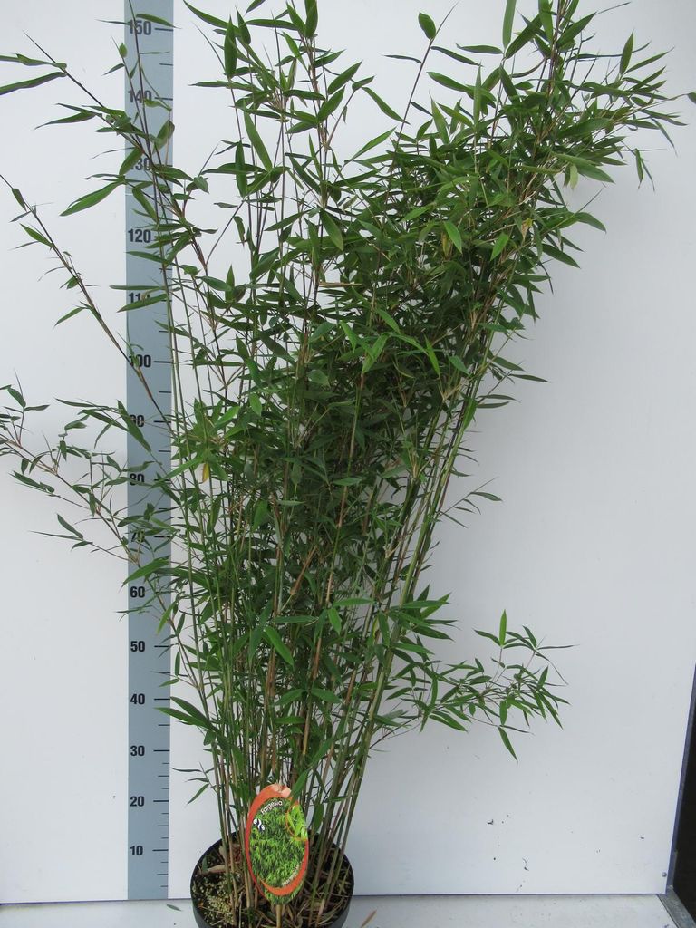 Fargesia nitida 'Winter Joy' Topf C1-1 Liter - der Produktbild 