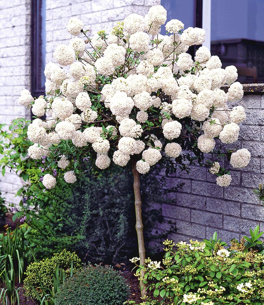 BALDUR Garten 1x Schneeball-Stämmchen, Pflanze im 2 Liter-Topf, Viburnum, winterhart, mehrjährig, bienenfreundlich, pflegeleicht, blühend, dufte...