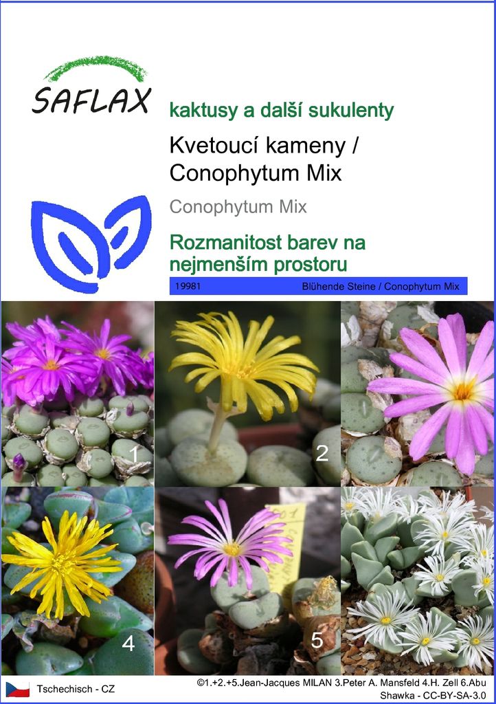 SAFLAX - Kvetoucí kameny / Conophytum Mix - Conophytum Mix Obrázek produktu 