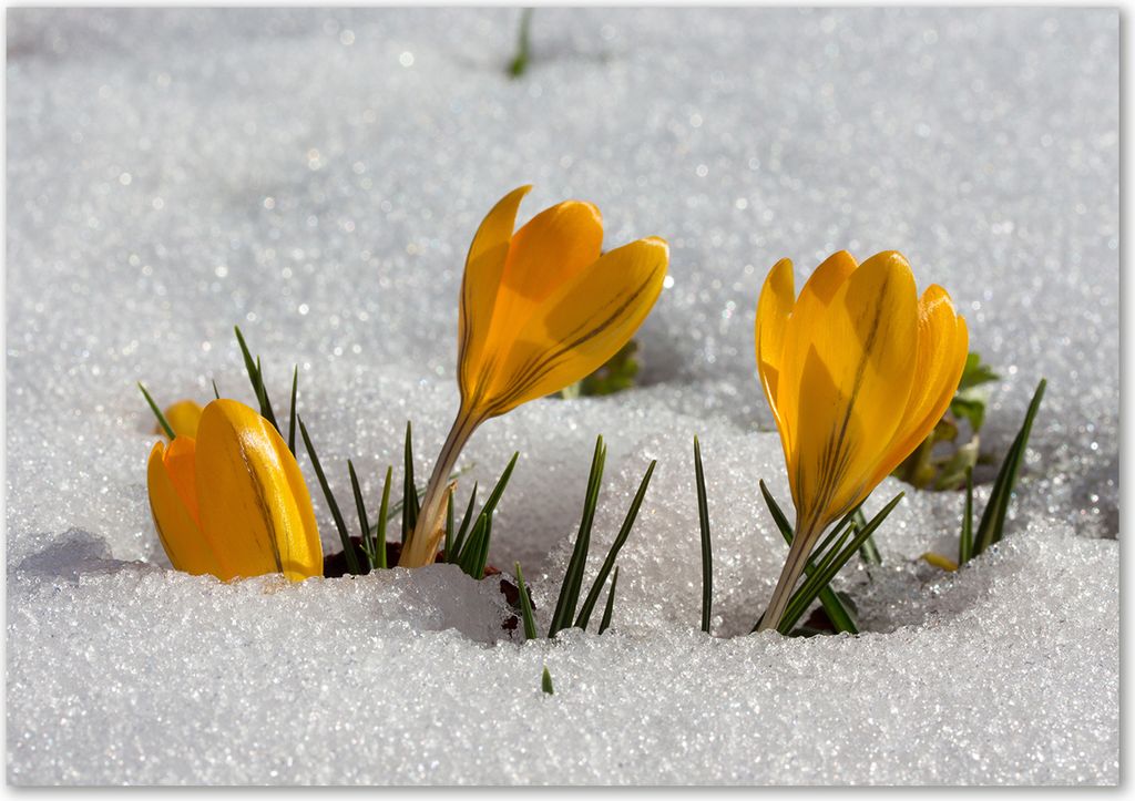 Tulup Leinwandbild - 100x70 cm - Wandkunst - Drucke auf Leinwand - Leinwanddruck - Blumen & Pflanzen - Gelb - Krokusse im Schnee