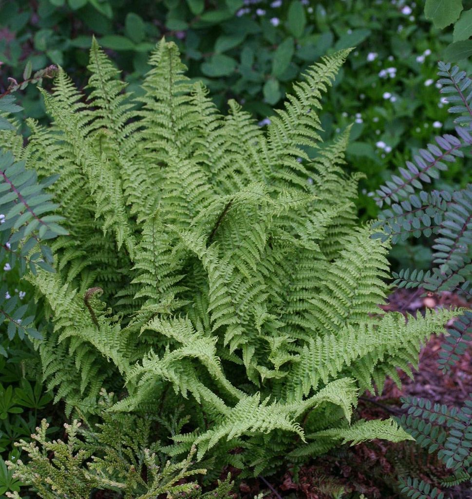 Stauden Gänge 10 x Dryopteris affinis 'Crispa' im 1 Liter Topf - Krauser Schildfarn - Immergrüne Schönheit, die begeistert