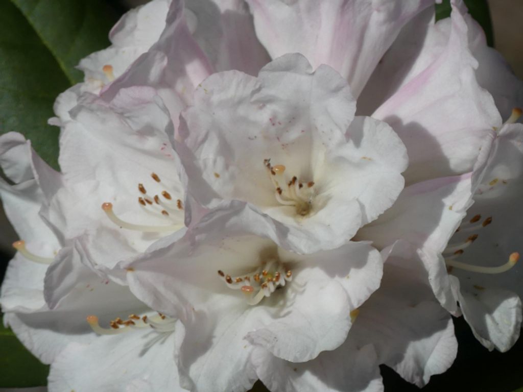 Ball-Rhododendron Neat-O - Rhododendron yakushimanum Neat-O - 30-40cm