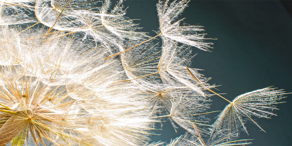 Tulup Leinwandbild - 120x60 cm - Wandkunst - Drucke auf Leinwand - Leinwanddruck - Blumen & Pflanzen - Weiß - Pusteblume