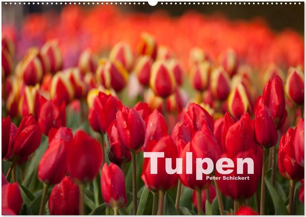 Tulpen (Wandkalender 2026 DIN A2 quer), CALVENDO Monatskalender