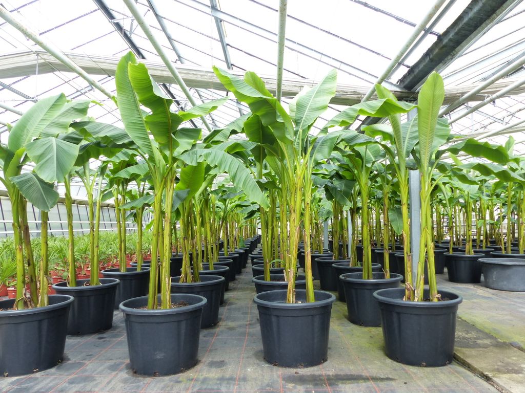 Bananenstaude als 3er Gruppe  Banane Musa Basjoo 220 cm Produktbild 