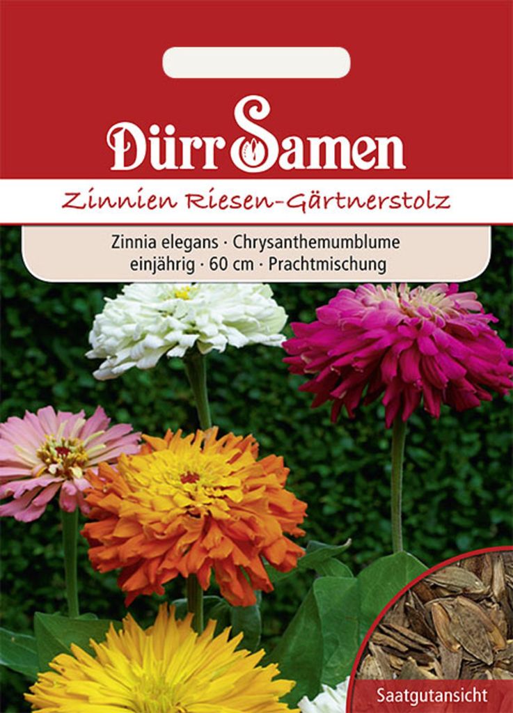 Zinnie Riesen Gärtnerstolz | Zinniensamen von Dürr Samen Produktbild 
