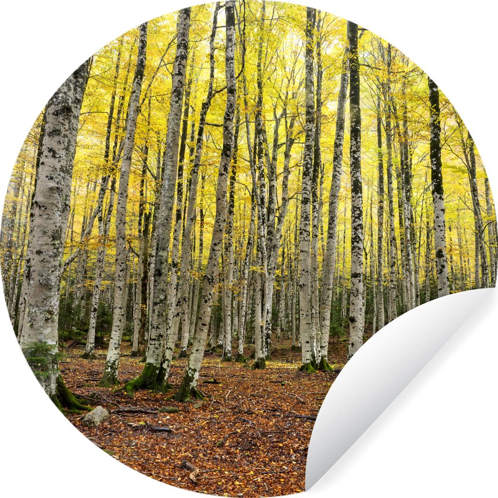 MuchoWow Runde Wandtattoo - Wandsticker Tapete Aufkleber Wald - Bäume - Gelb Ø 80 cm Selbstklebend und Repositionierbar - Wandaufkleber - Kreis...