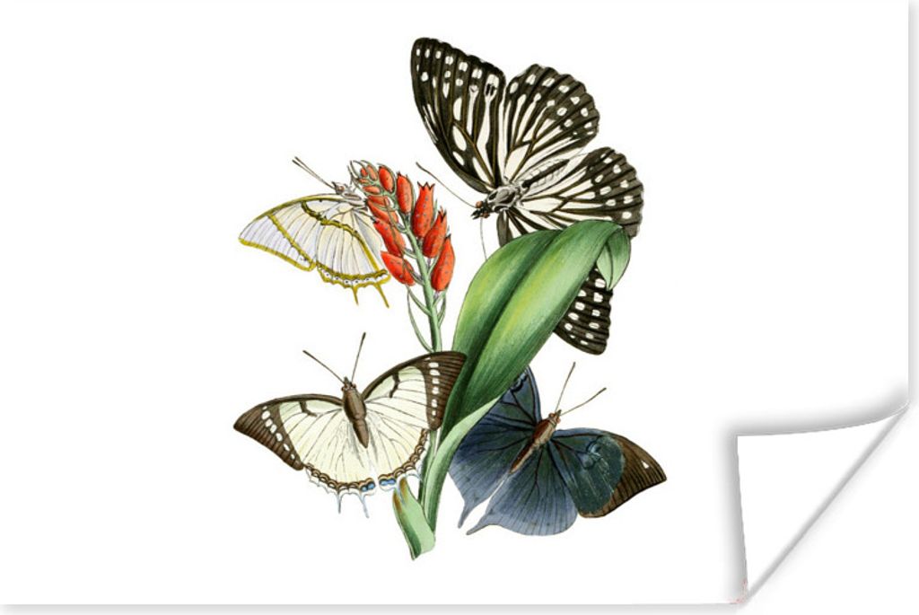 MuchoWow Poster Blumen - Schmetterling - Weiß 30x20 cm - Plakate - Print