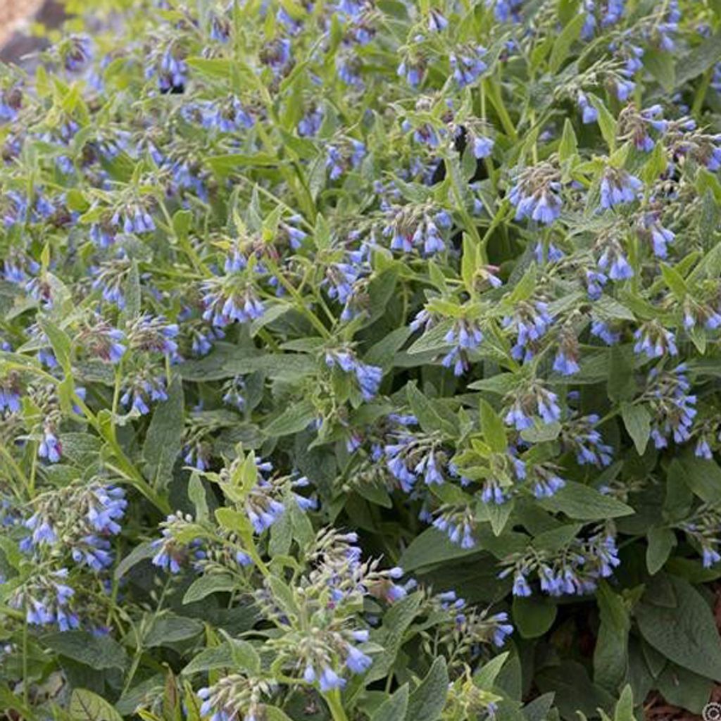 6 x Beinwell - Symphytum azureum | Topf 9cm x 9cm