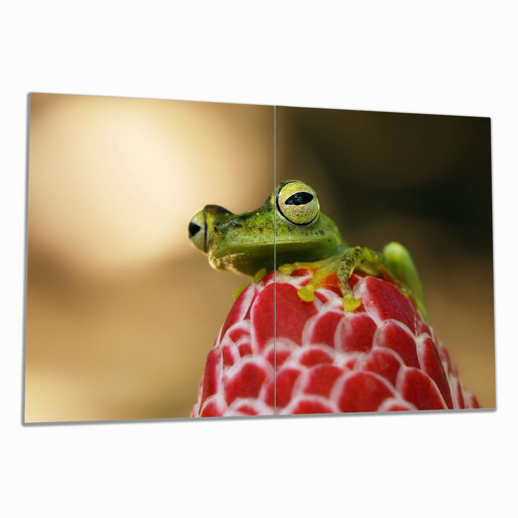 Wallario Herdabdeckplatte aus Glas, Größe 80 x 52 cm 2-teilig, Motiv Frosch sitzt auf einer Knospe