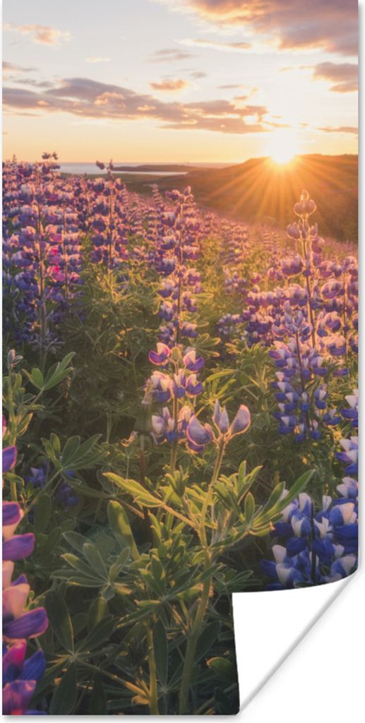 MuchoWow Poster Lupine - Sonne - Lila 75x150 cm - Dekoration für die Wände