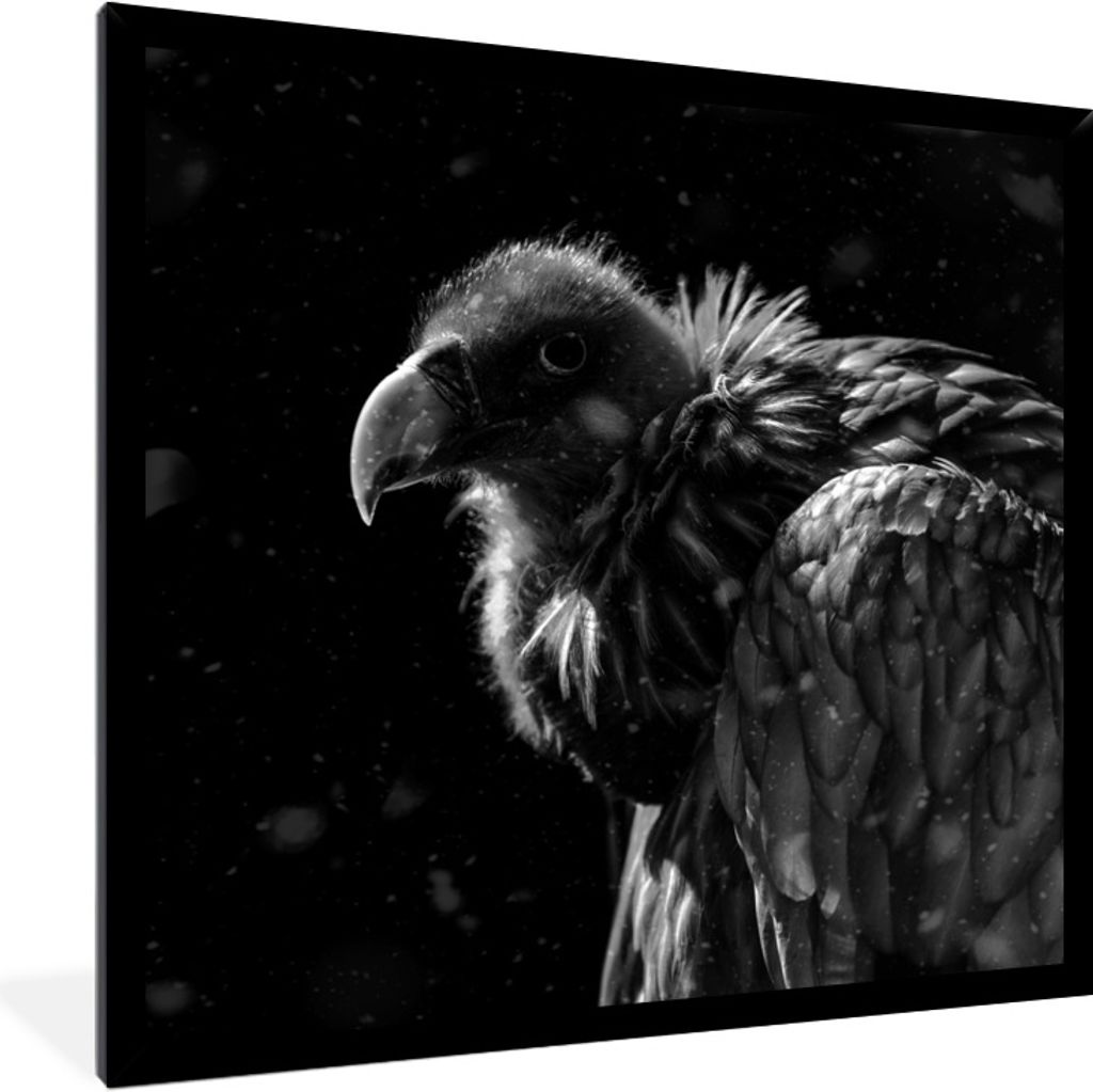 MuchoWow Gerahmtes Poster Porträt eines goldenen Geiers vor einem schwarzen Hintergrund - schwarz und weiß 40x40 cm - Poster mit Schwarzem Bild...