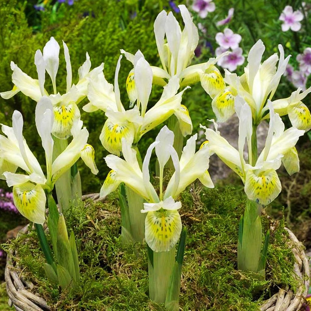 Blumenzwiebeln Zwiebeln Blüten Iris Netz-Schwertlilie Produktbild 