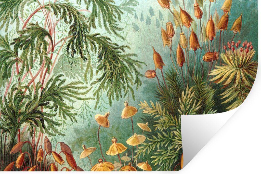 MuchoWow Wandtattoo Wandsticker Wandaufkleber Alte Meister - Kunst - Muscinae - Haeckel 90x60 cm Selbstklebend und Repositionierbar - Aufkleber