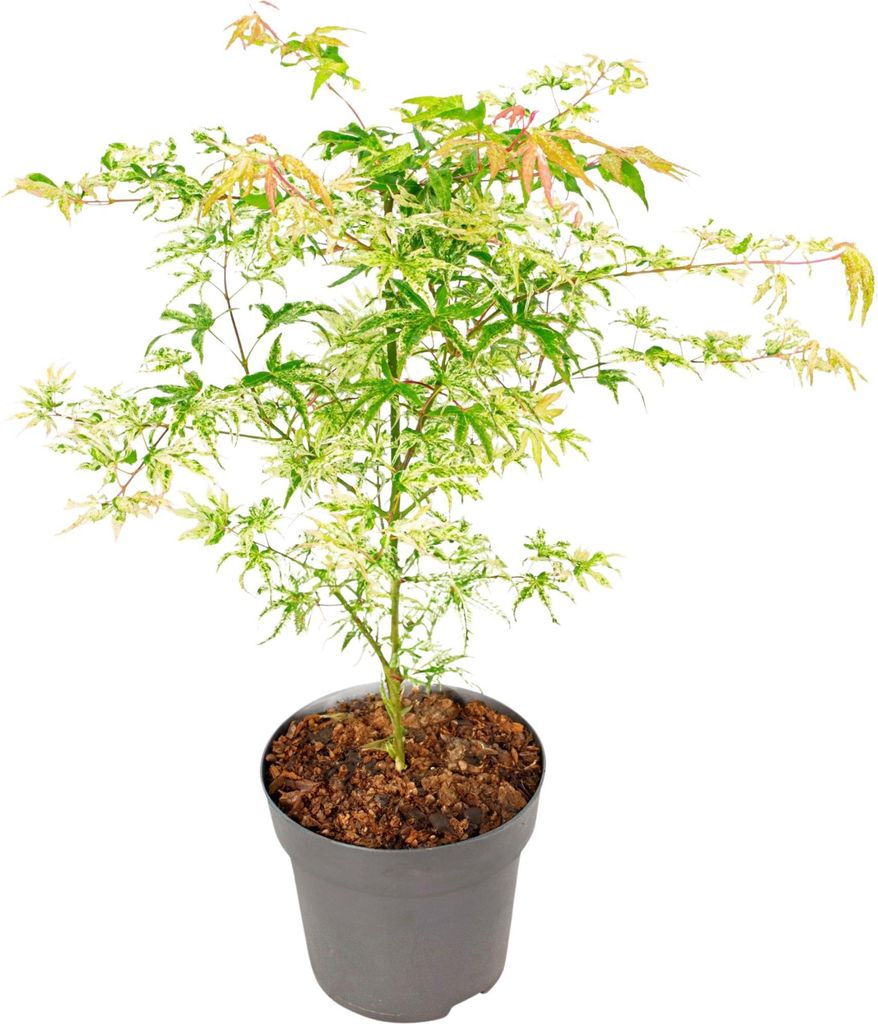 A potted Japanese Maple tree with variegated leaves.