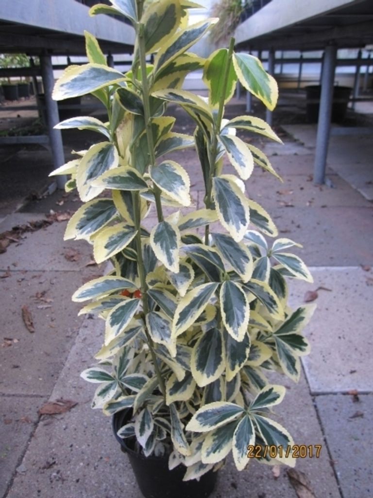 Euonymus japonicus Chollipo - Spindelstrauch Chollipo