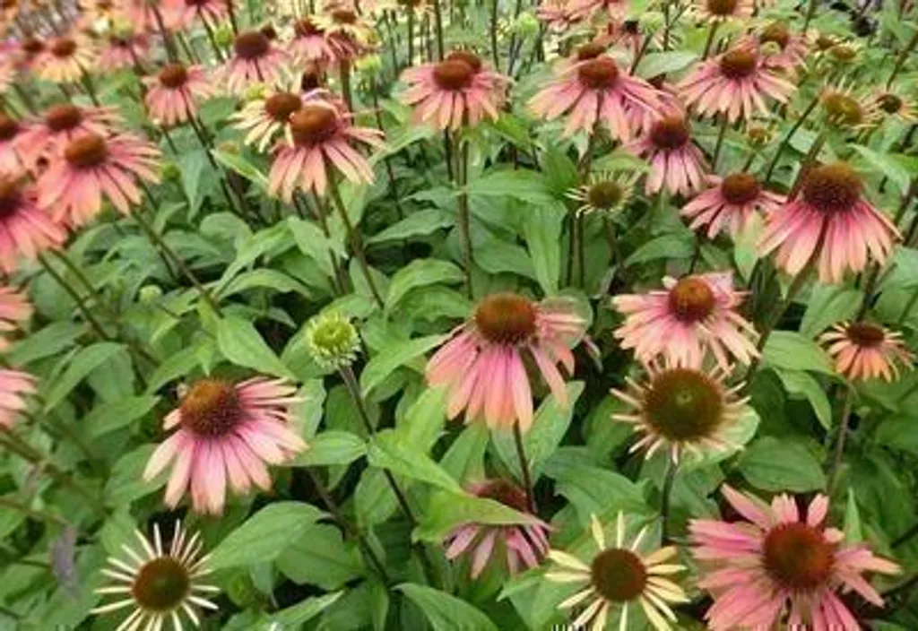 Echinacea Summer Cocktail® 6 plants : Fleurs changeantes et durables