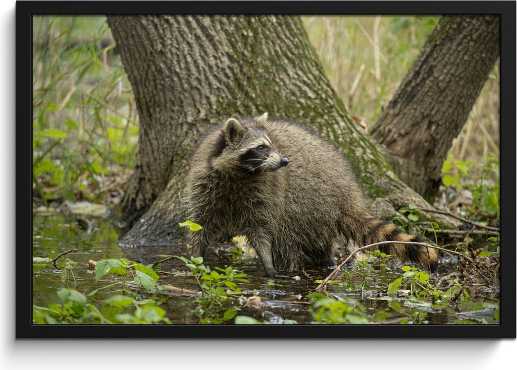 MuchoWow MuchoWow Gerahmtes Poster Waschbär - Wild - Wald 60x40 cm - Poster mit zchwarzem Bilderrahmen - Printing - Wanddeko Schlafzimmer