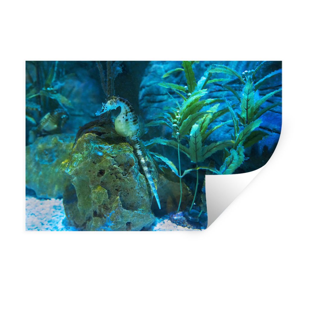 MuchoWow Wandtattoo Wandsticker Wandaufkleber Seepferdchen im Meer 90x60 cm Selbstklebend und Repositionierbar - Aufkleber