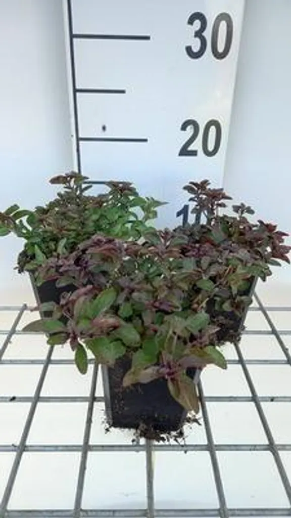 Aménagez vos Bordures avec 6 Origanum Herrenhausen - Pots de 9x9 cm