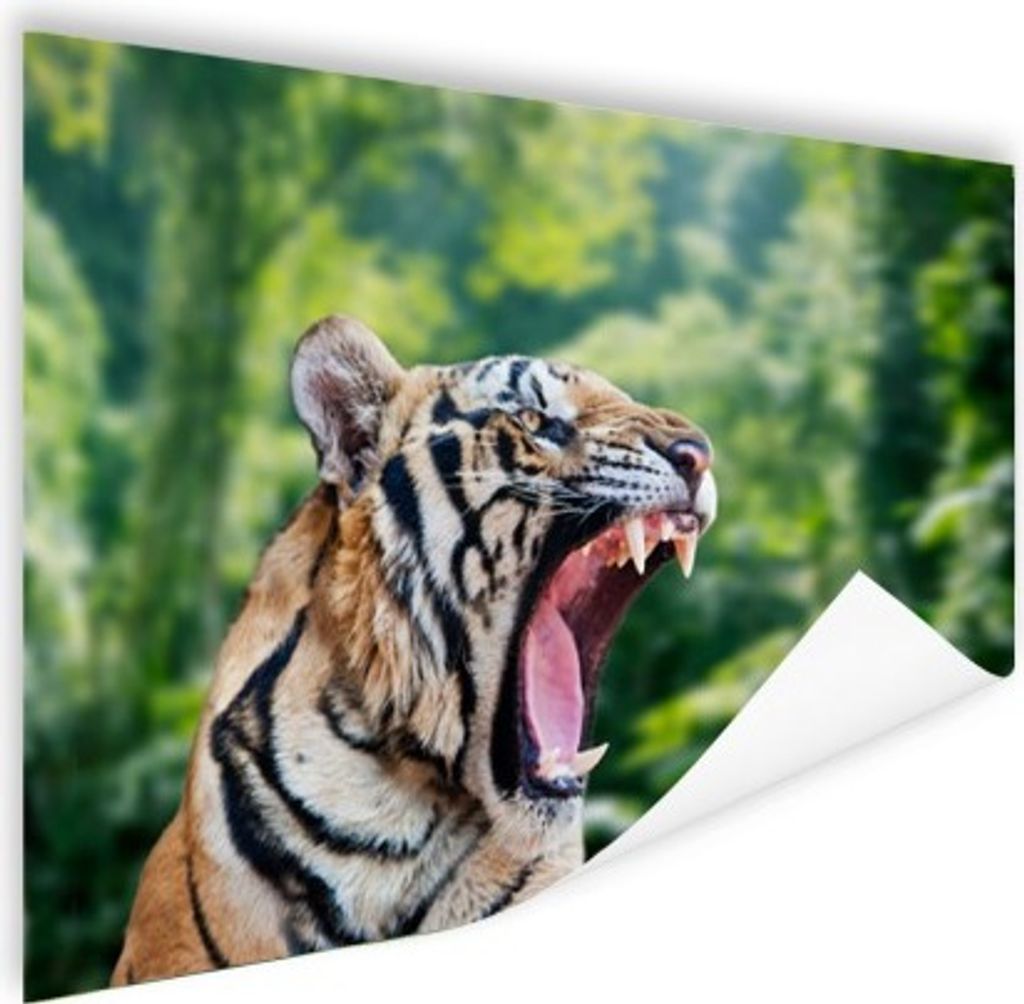 MuchoWow Poster Tiger - Kopf - Wald 160x120 cm - Foto Plakat