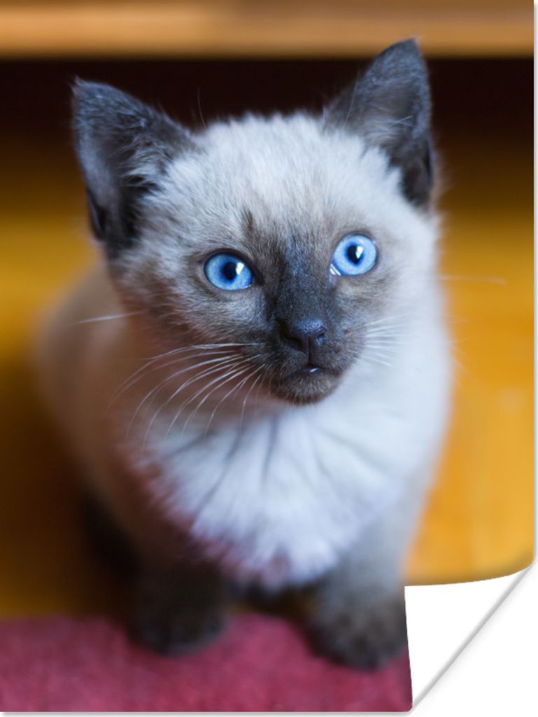 MuchoWow Poster Blaue Augen einer Siamkatze 60x80 cm - Schlafzimmer Dekoration