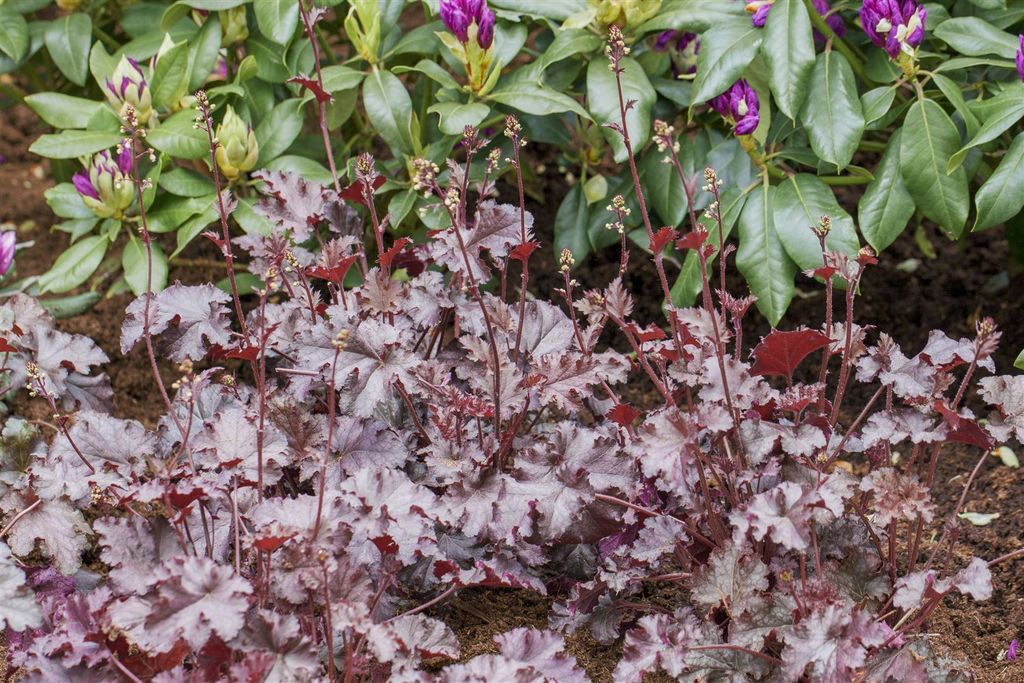 Heuchera micrantha 'Stormy Seas', Purpurglöckchen, ca. Produktbild 