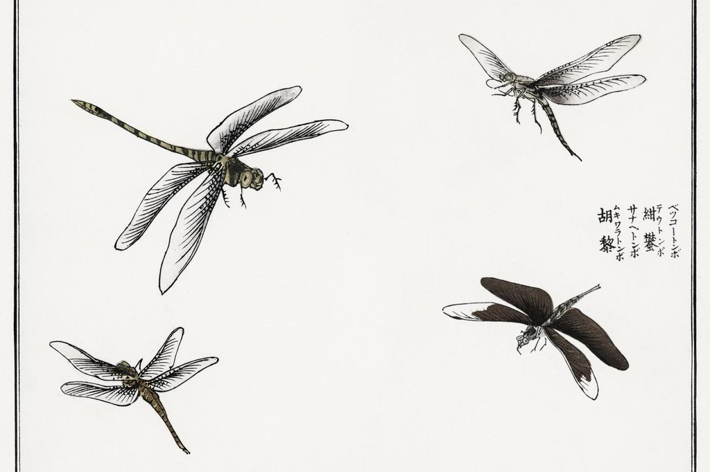 Plakat 60x40cm Libellen Illustration Morimoto Toko Japanisch Vintage für das Wohnzimmer