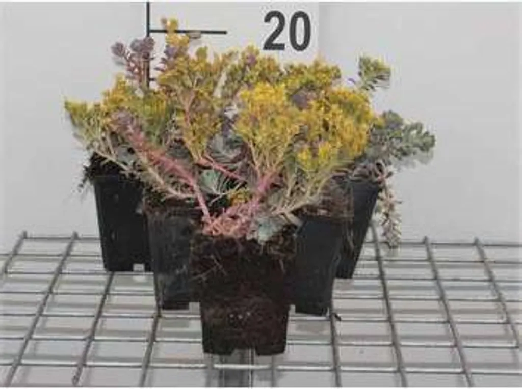 Sedum spathulifolium Purpureum - Lot de 6 plantes en pots de 9cm