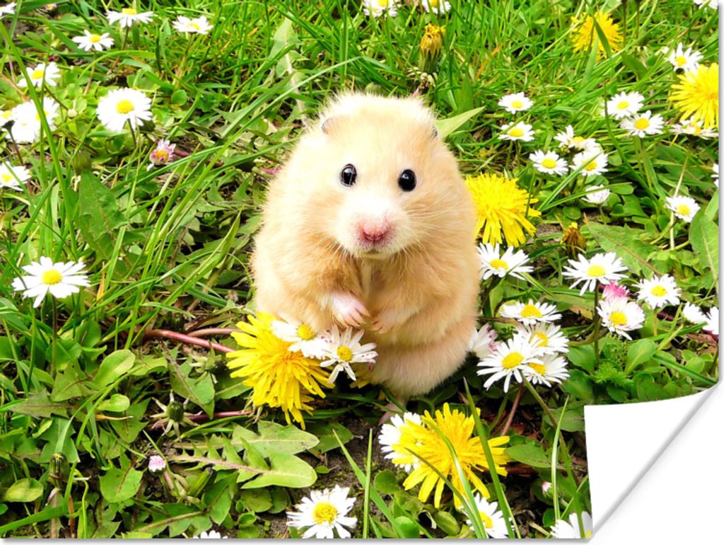 MuchoWow Poster Hamster zwischen Blumen 120x90 cm - Wandbild