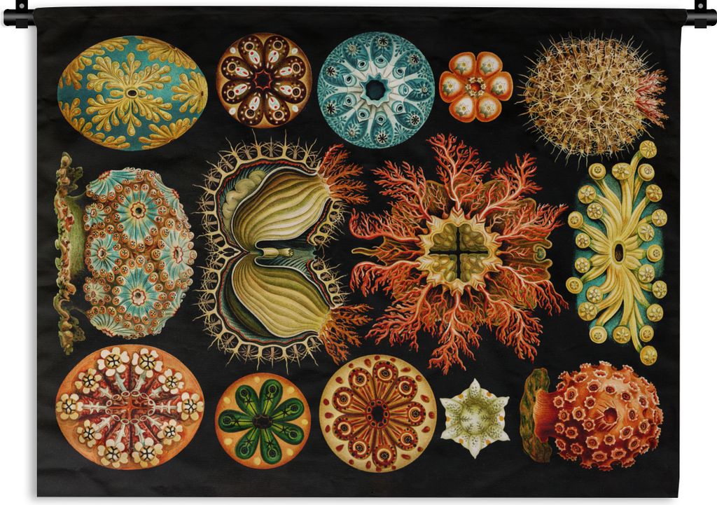 MuchoWow Wandteppich Wandbehang Vintage - Ernst Haeckel - Meerestier - Natur - Meer - Kunst 90x67.5 cm Tapisserie Dekoration Wandtuch - Fototeppi...