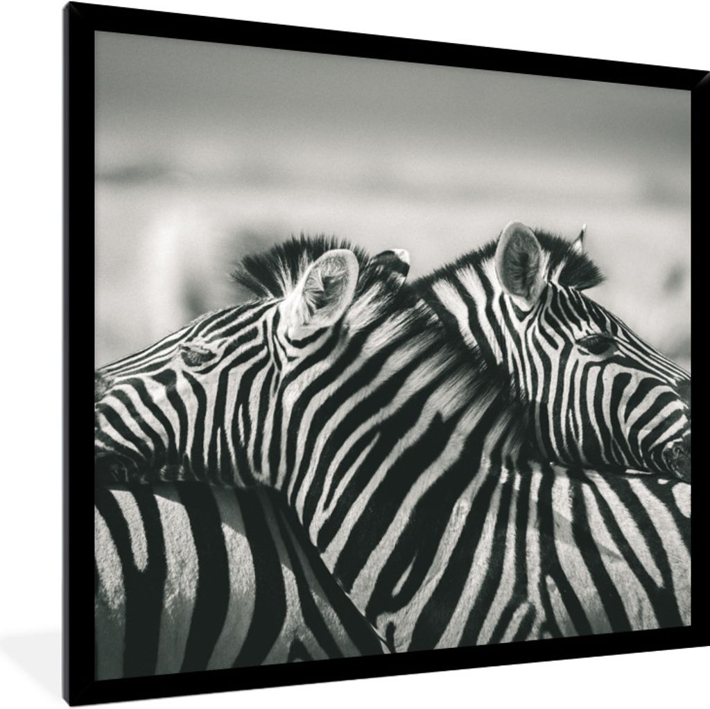 MuchoWow Gerahmtes Poster Kuschelige Zebras 40x40 cm - Poster mit Schwarzem Bilderrahmen Wandposter Rahmen Foto Bilder - Mit Rahmen - Wanddekorat...