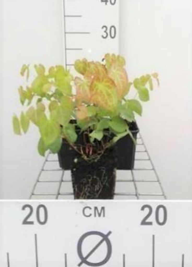6 x Epimedium versicolor 'Sulphureum' - Fleur de lierre - Image du produit 