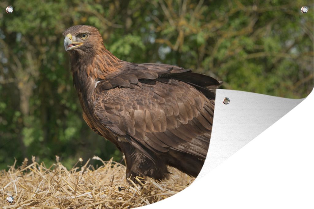 MuchoWow 90x60 cm Outdoor-Poster Gartendeko Sichtschutz Garten Poster für den Garten Steinadler sitzt in seinem Nest
