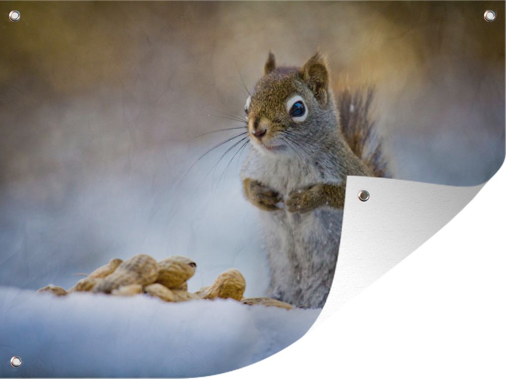 MuchoWow 40x30 cm Outdoor-Poster Gartendeko Sichtschutz Garten Poster für den Garten Eichhörnchen - Nüsse - Schnee - Winter - Nagetiere - Jahr...