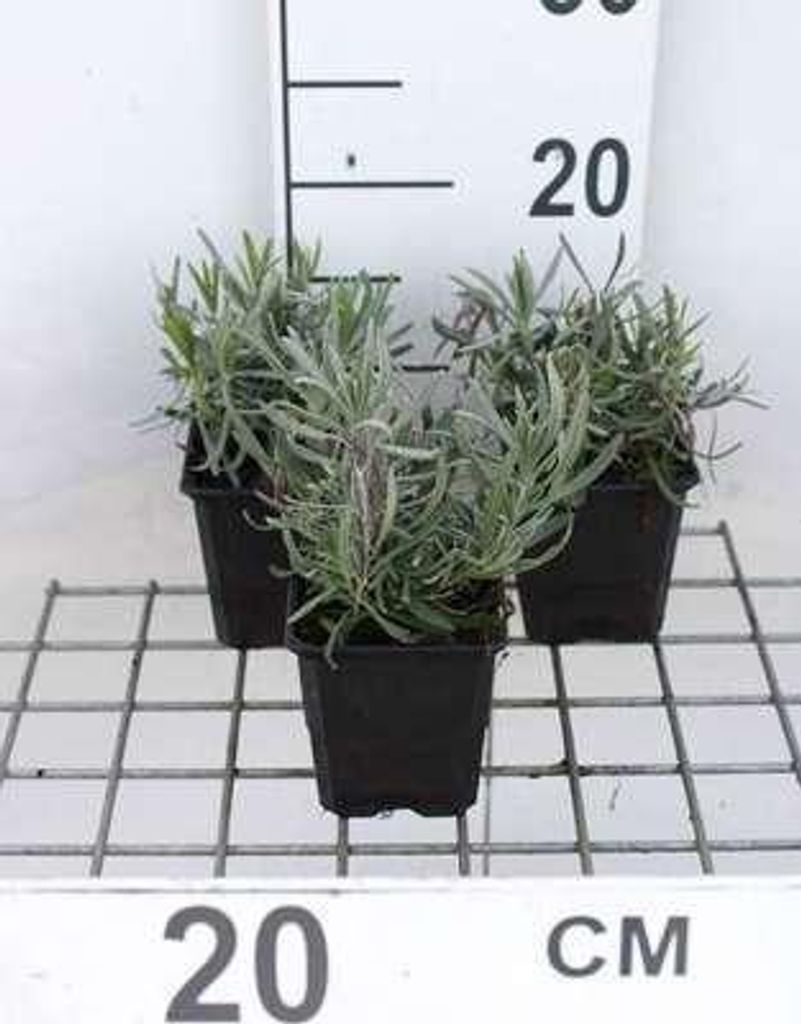 6 x Lavandula int. 'Dutch' - Lavanda - vaso 9 x 9 cm Immagine del prodotto 