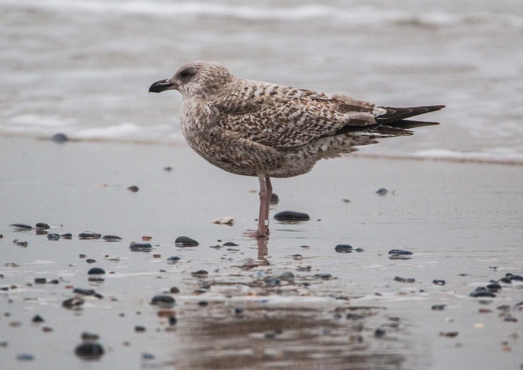 hansepuzzle 40483 - Polarmöwe Puzzle, 260 Teile, Reisen, 41,0 x 28,0cm mit hochwertiger Aufbewahrung, Kartonbox und wiederverschließbarem Beutel