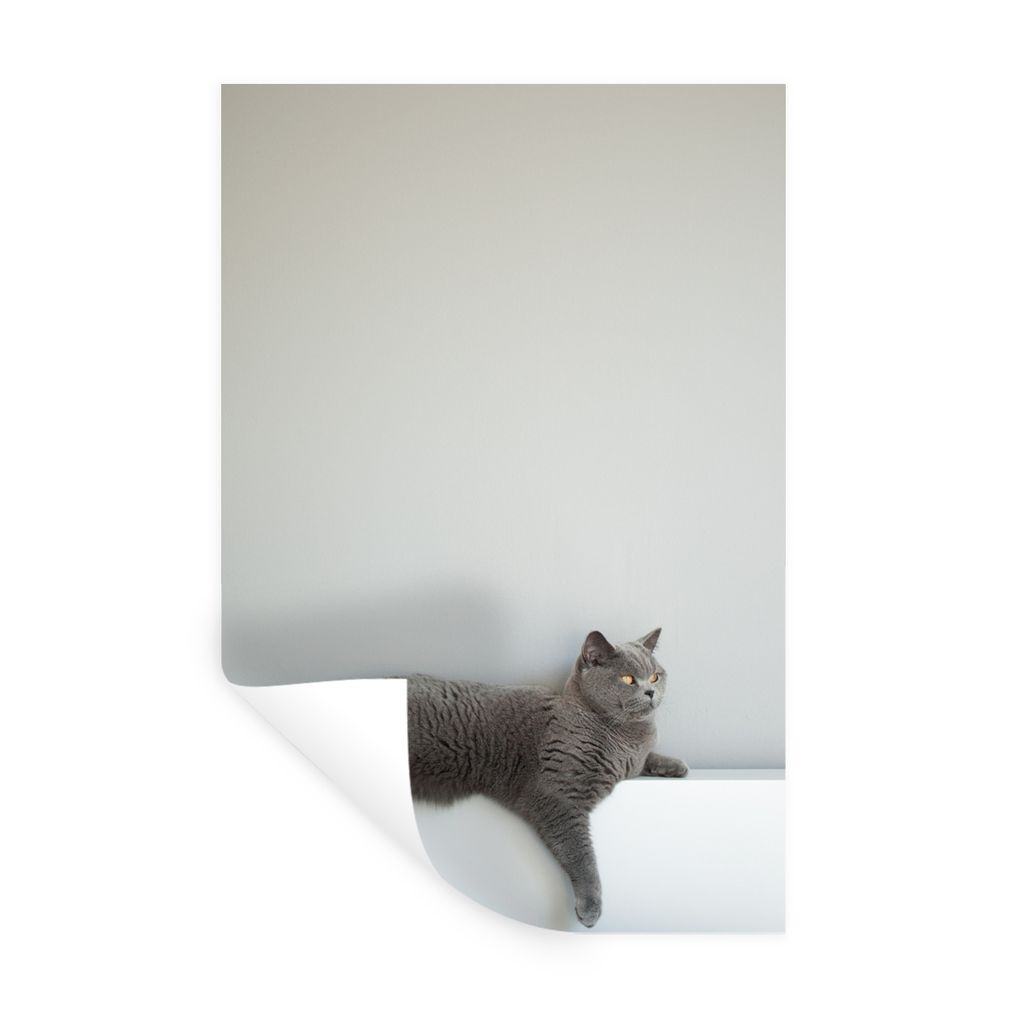MuchoWow Wandtattoo Wandsticker Wandaufkleber Katze - Britisch Kurzhaar - Grau - Mädchen - Kinder - Jungen - Kinder 20x30 cm Selbstklebend und R...