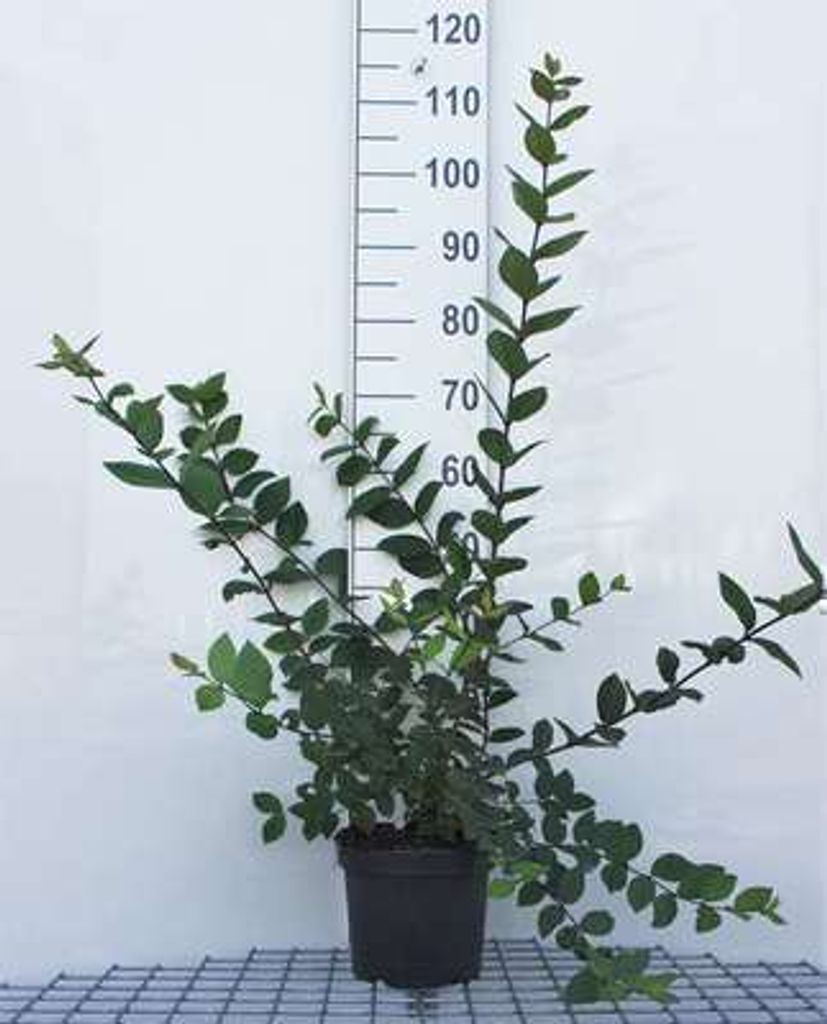 Lonicera fragrantissima - Winter-Heckenkirsche 40- 50 cm - Container