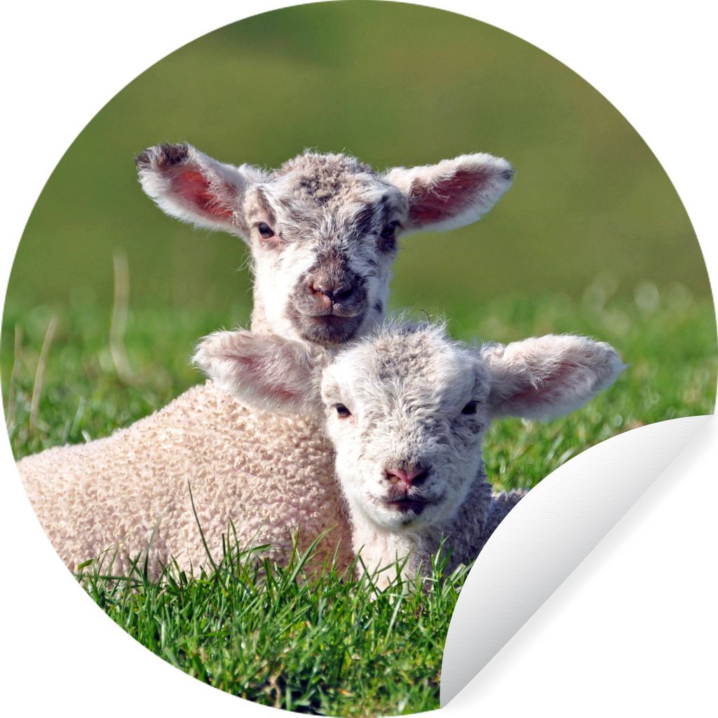 MuchoWow Runde Wandtattoo - Wandsticker Tapete Aufkleber Zwei Lämmer liegen zusammen im hohen Gras Ø 100 cm Selbstklebend und Repositionierbar ...
