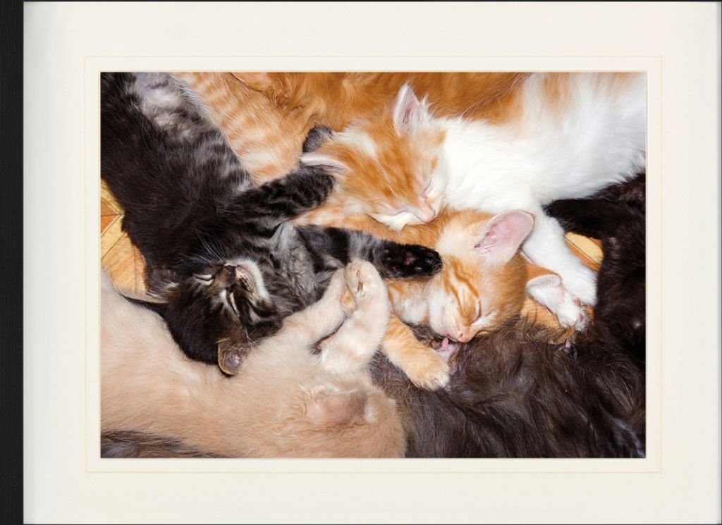 Katzen Gerahmtes Bild Mit Edlem Passepartout | Wand-Bilder | Im Bilderrahmen - Intensives Gruppen-Kuscheln (60 x 80 cm)