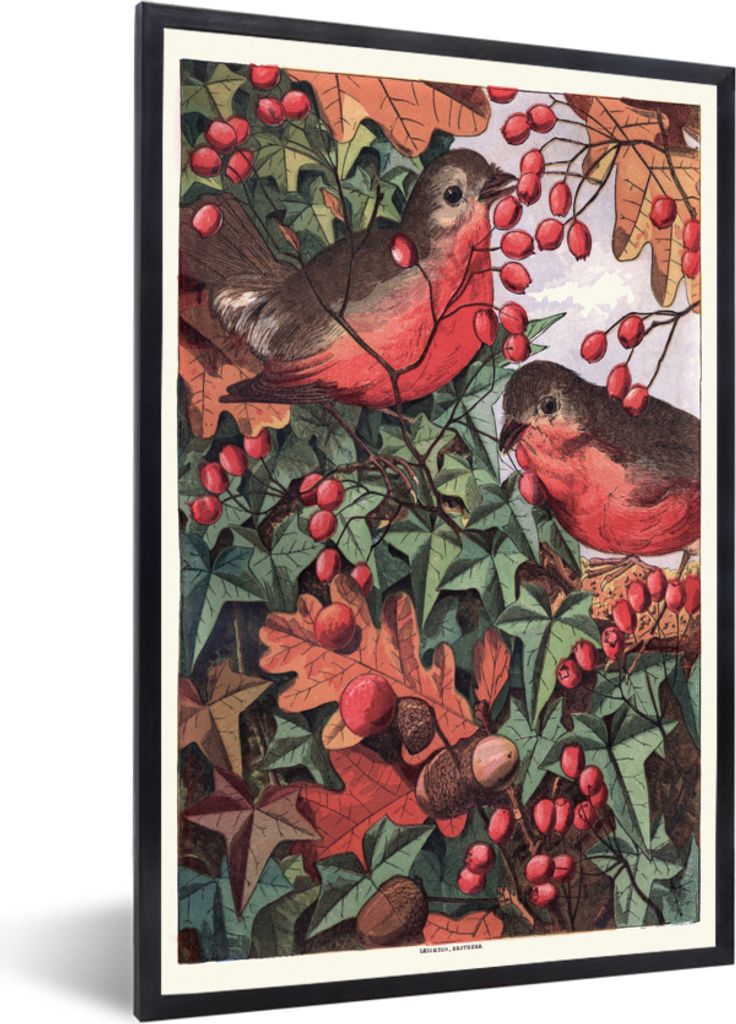 MuchoWow MuchoWow Gerahmtes Poster Antiker Vogel Druck Rotkehlchen 30x40 cm - Poster mit zchwarzem Bilderrahmen - Wanddeko - Kunstdrucke