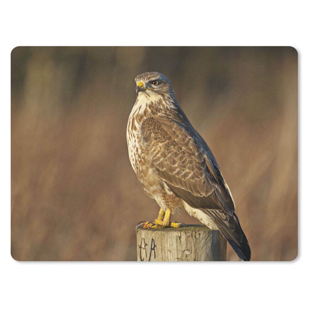 MuchoWow Mauspad Mousepad Ein Bussard sitzt im Herbst auf einem Pfahl 23x19 cm - Mousepads - Maus Mat - Pad - Mausunterlage - Schreibtischunterla...
