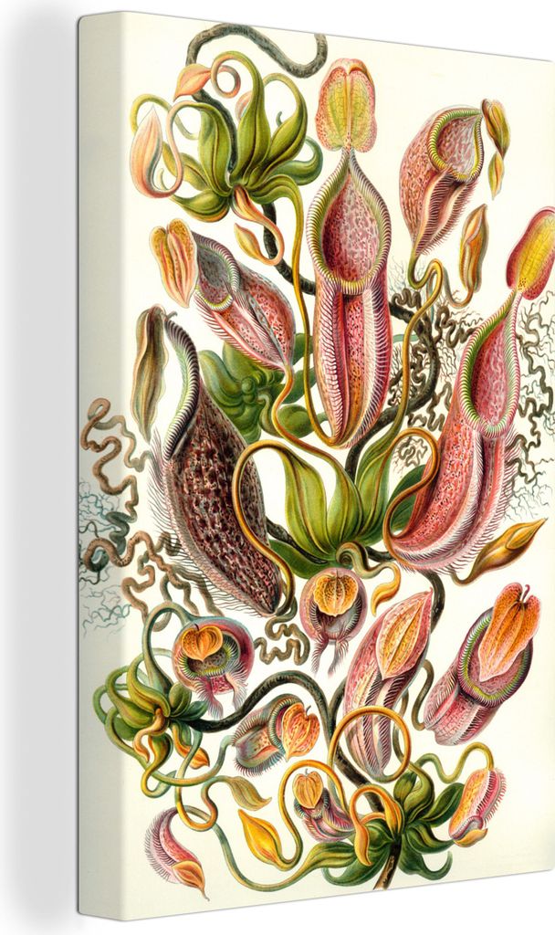 OneMillionCanvasses - Leinwandbilder - 90x140 cm, Design - Botanisch - Fleischfressende Pflanze - Ernst Haeckel, Wandbilder Kunstdruck Wanddekora...