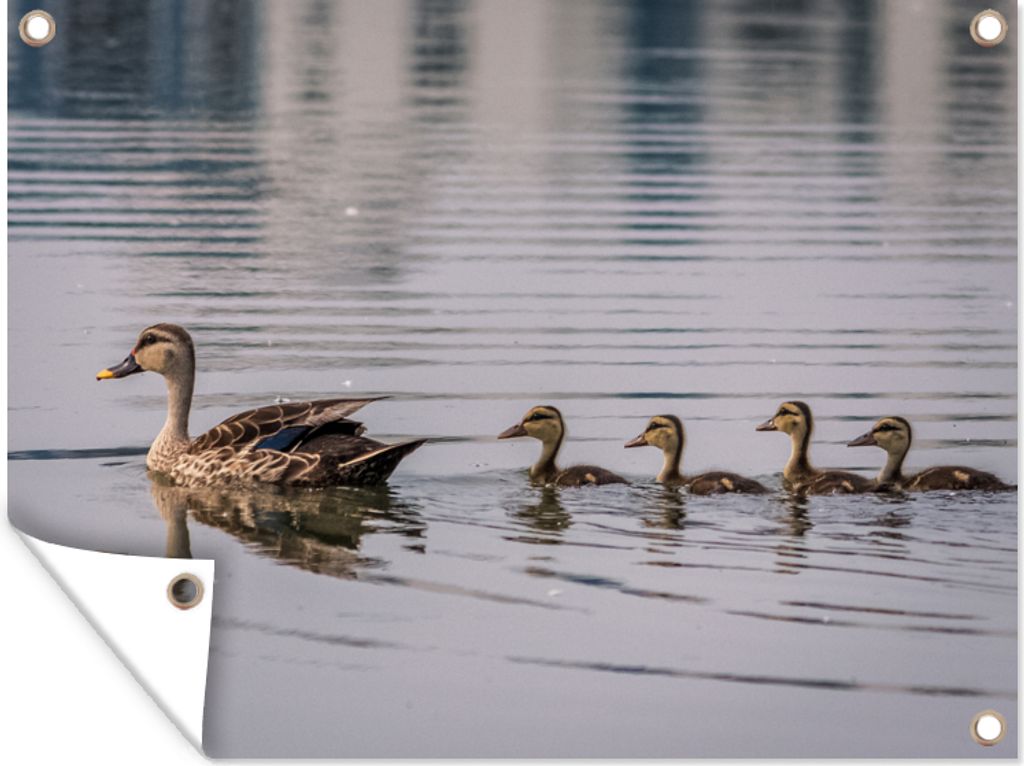 MuchoWow 80x60 cm Outdoor-Poster Gartendeko Sichtschutz Garten Poster für den Garten Ente - Wasser - Vogel - Braun