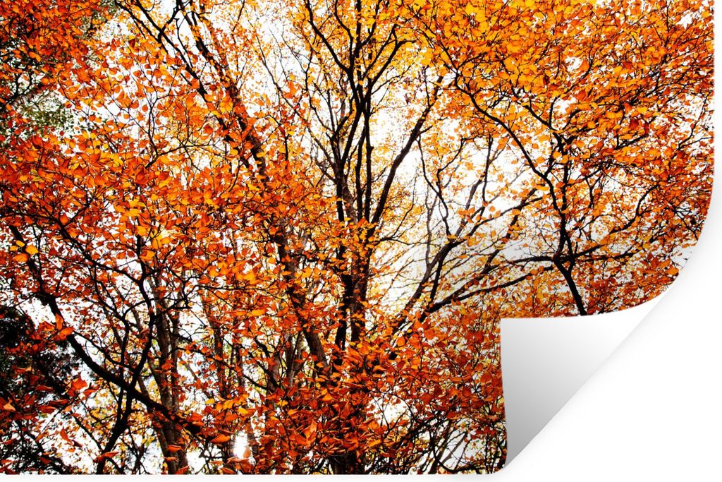 MuchoWow Wandtattoo Wandsticker Wandaufkleber Wald - Herbst - Jahreszeiten 30x20 cm Selbstklebend und Repositionierbar - Wierderverwendbar - Selb...