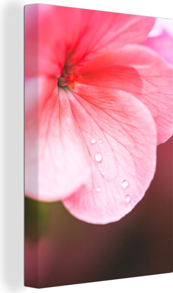 OneMillionCanvasses - Leinwandbilder - 90x140 cm, Wassertropfen auf der rosa Geranie, Wandbilder Kunstdruck Wanddekoration - Foto auf Leinwand - ...