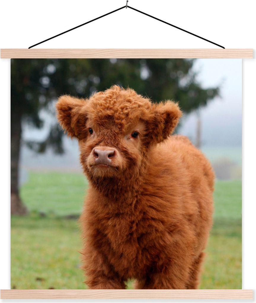 MuchoWow Textilposter Scottish Hochlandrind - Kalb - Gras 40x40 cm mit holzfarbenen Rahmen - Posterleiste