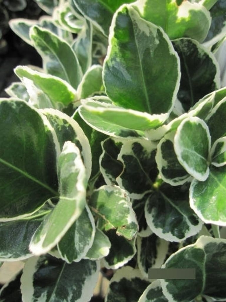 Euonymus japonicus Grey Beauty - japanischer Spindelstrauch Grey Beauty